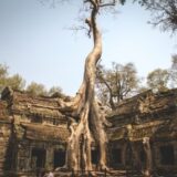 cambodia, temple, tree-4895388.jpg