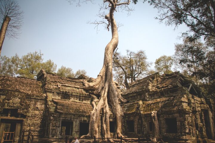 cambodia, temple, tree-4895388.jpg