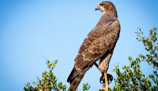 falcon, bird, raptor-1544985.jpg