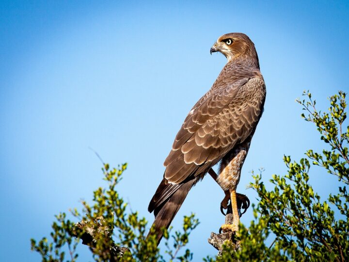 falcon, bird, raptor-1544985.jpg