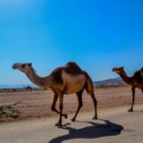 camel, animal, salalah-468096.jpg