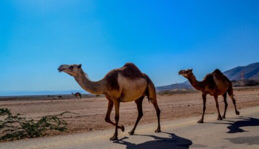 【中東で工場見学】UAE・オマーン陸路ドライブ旅２：アラビア伝統のお菓子工房