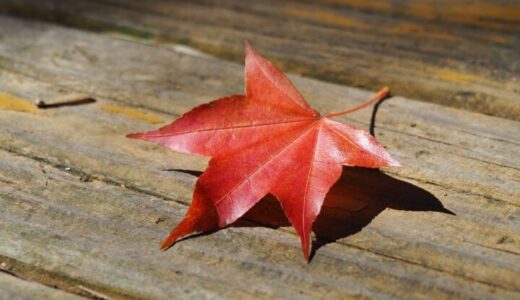 taiwan, wuling farm, maple leaf-2634732.jpg