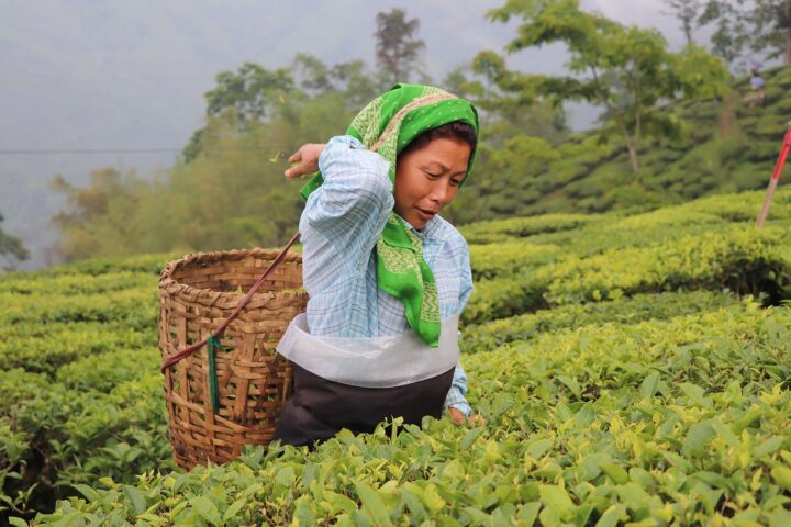 tea, agriculture, woman, darjeeling, tea plant, darjeeling, darjeeling, darjeeling, darjeeling, darjeeling-6873722.jpg