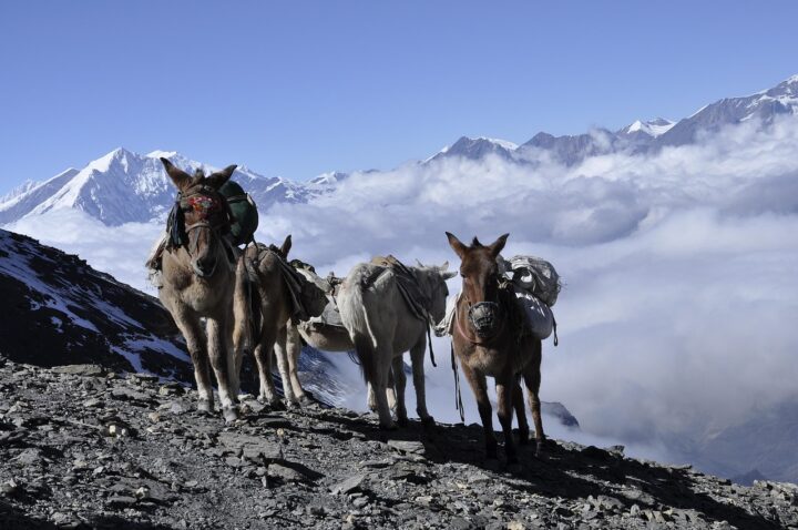 donkey, himalaya, nepal, the annapurna trek, himalaya, himalaya, himalaya, himalaya, himalaya, nepal, nepal-4014039.jpg